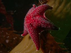 This is the beautiful sea star Porania antarctica. You ca... by Cesar Cardenas 